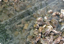 収穫された牡蠣は一昼夜、殺菌海水で寝かします。