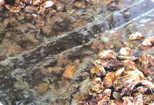 収穫された牡蠣は一昼夜、殺菌塩水へ